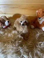 Rowdy, a male Poodle - Toy  for sale in Crossville, TN – 2 of 5