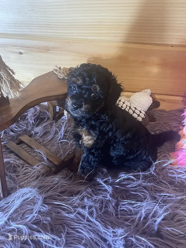 Pepe – Yorkipoo, Yorkshire Terrier puppy for sale in Crossville, TN