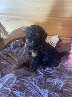 Pepe, a male Yorkipoo and Yorkshire Terrier for sale in Crossville, TN – 6 of 8