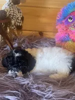 Sid, a male Yorkipoo and Yorkshire Terrier for sale in Crossville, TN – 1 of 6