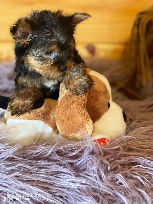 Howie – Yorkshire Terrier puppy for sale in Crossville, TN