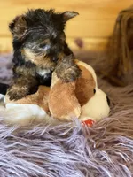 Howie, a male Yorkshire Terrier for sale in Crossville, TN – 2 of 8