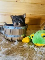 Max, a male Yorkshire Terrier for sale in Crossville, TN – 7 of 8