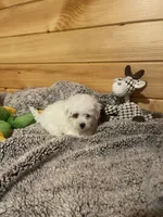 Patches, a male Maltipoo for sale in Crossville, TN – 6 of 6