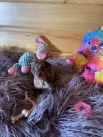 Daphne, a female Miniature Dachshund for sale in Crossville, TN – 7 of 7