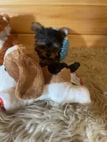 Jess, a male Yorkshire Terrier for sale in Crossville, TN – 6 of 6