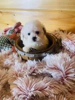 Misty, a female Maltipoo for sale in Crossville, TN – 4 of 7