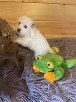 Max, a male Yorkipoo for sale in Crossville, TN – 7 of 7
