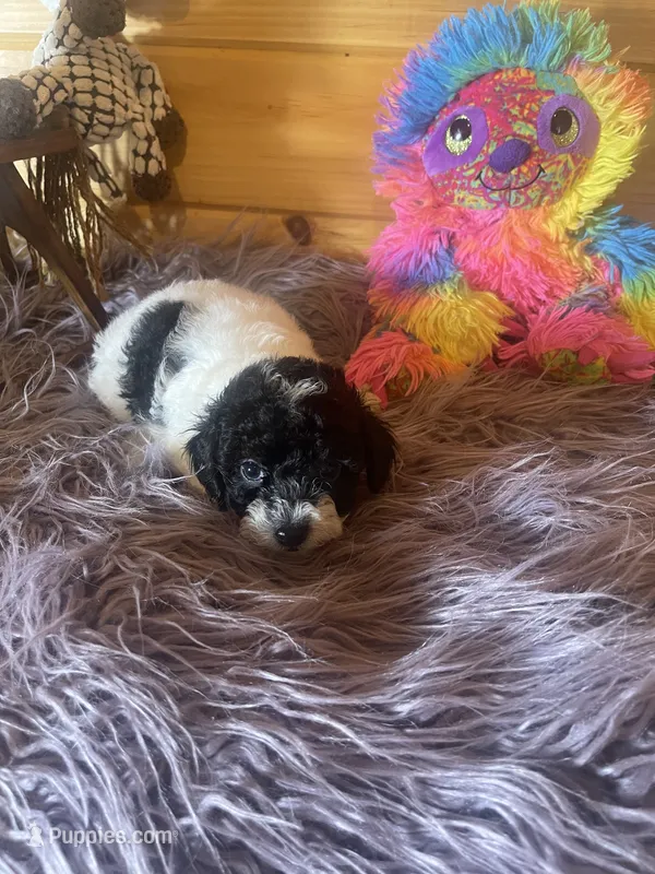 Sid – Yorkipoo, Yorkshire Terrier puppy for sale in Crossville, TN