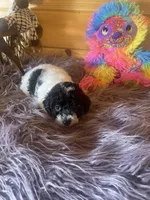 Sid, a male Yorkipoo and Yorkshire Terrier for sale in Crossville, TN – 4 of 6