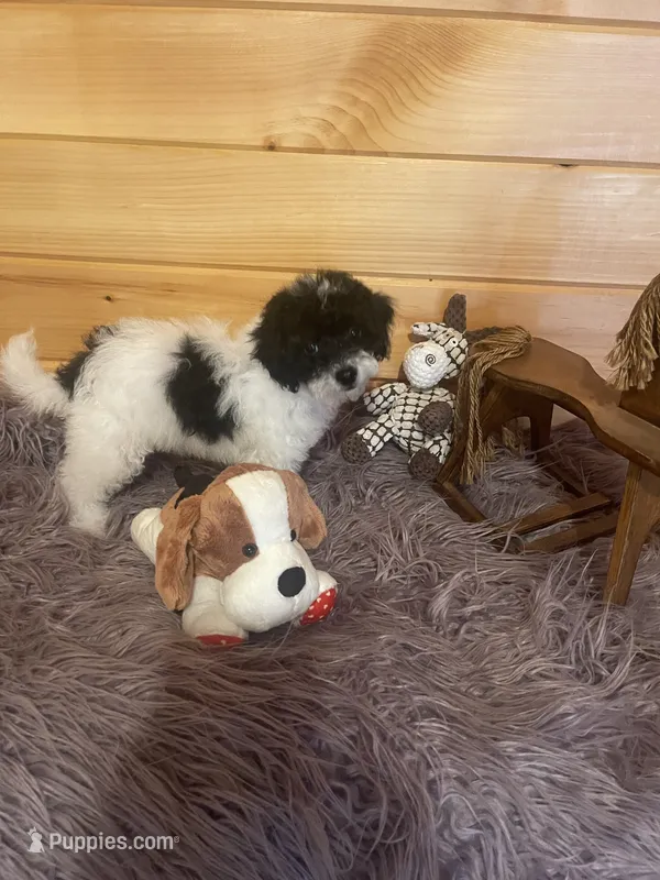Kyle – Yorkipoo puppy for sale in Crossville, TN