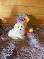 Heidi, a female Maltese and Mal Shi for sale in Crossville, TN – 5 of 6