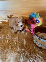 Ranger, a male Maltipoo for sale in Crossville, TN – 5 of 6