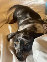 Dagger, a male Miniature Dachshund for sale in Crossville, TN – 3 of 7