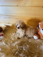 Rowdy, a male Poodle - Toy  for sale in Crossville, TN – 4 of 5
