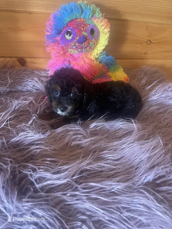 Star – Yorkipoo, Yorkshire Terrier puppy for sale in Crossville, TN