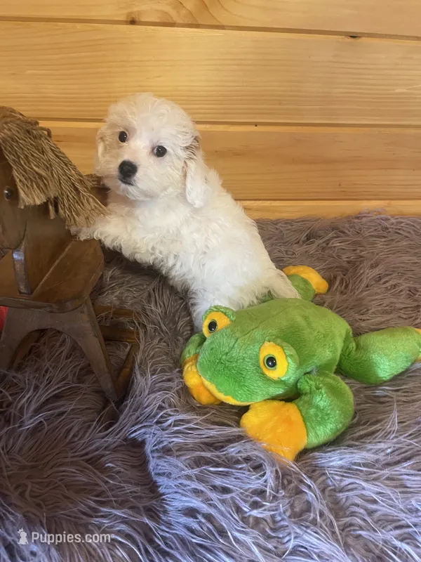Max – Yorkipoo puppy for sale in Crossville, TN