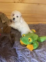 Max, a male Yorkipoo for sale in Crossville, TN – 6 of 7