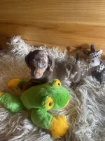 Ranger, a male Miniature Dachshund for sale in Crossville, TN – Photo 5 of 6