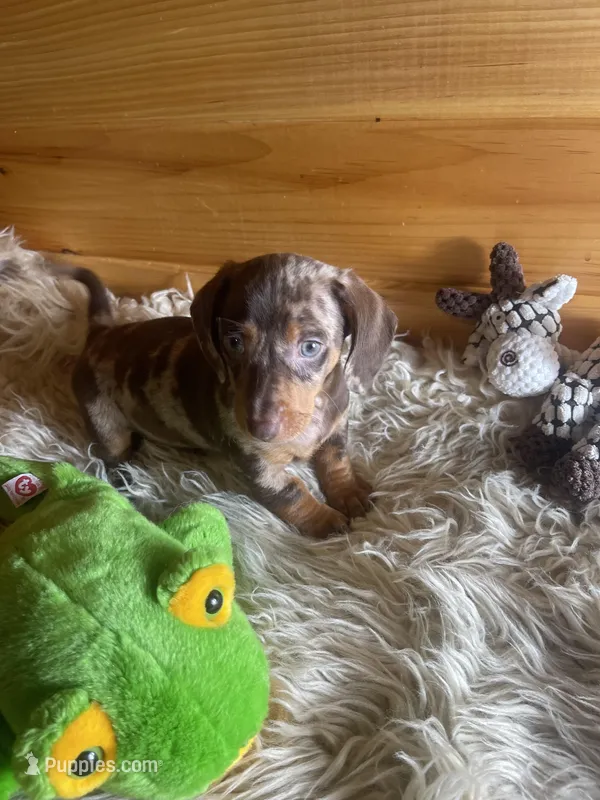 Ranger – Miniature Dachshund puppy for sale in Crossville, TN