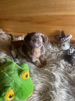 Ranger, a male Miniature Dachshund for sale in Crossville, TN – Photo 3 of 6