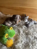 Ranger, a male Miniature Dachshund for sale in Crossville, TN – Photo 2 of 6