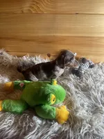 Ranger, a male Miniature Dachshund for sale in Crossville, TN – Photo 6 of 6