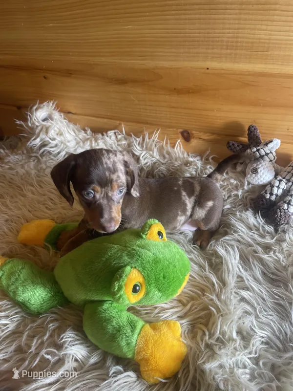 Ranger – Miniature Dachshund puppy for sale in Crossville, TN