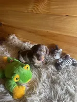 Ranger, a male Miniature Dachshund for sale in Crossville, TN – Photo 4 of 6