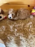 Ranger, a male Maltipoo for sale in Crossville, TN – 2 of 6