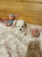 Rachel, a female Maltipoo for sale in Crossville, TN – 6 of 6