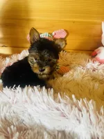 Holly, a female Yorkshire Terrier for sale in Crossville, TN – 3 of 8