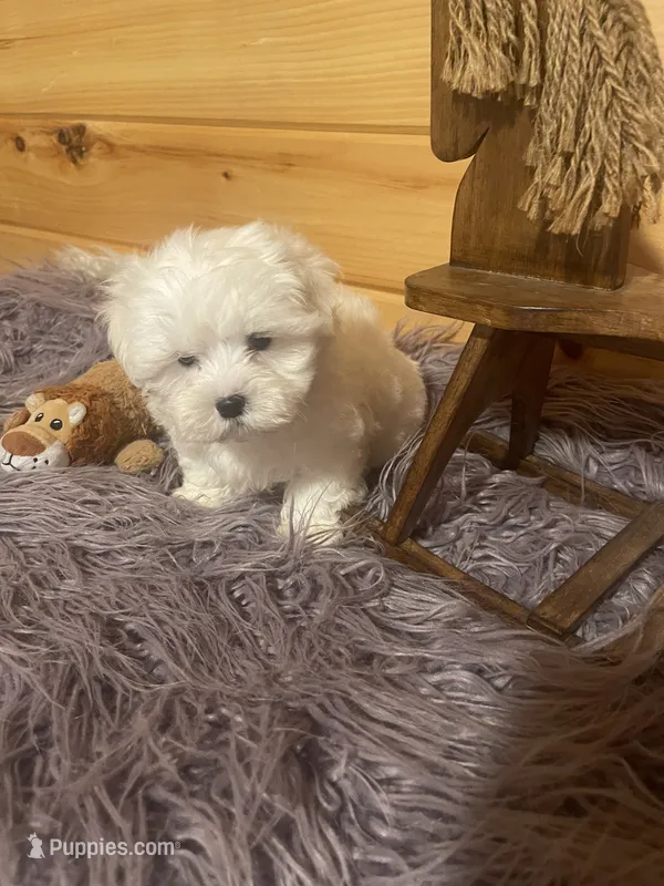 Dexter – Maltese, Mal Shi puppy for sale in Crossville, TN