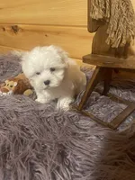 Dexter, a male Maltese and Mal Shi for sale in Crossville, TN – 5 of 6