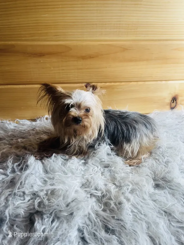 Soju – Yorkshire Terrier puppy for sale in Crossville, TN