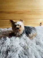 Soju, a female Yorkshire Terrier for sale in Crossville, TN – 1 of 3