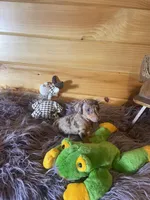 Devon, a male Miniature Dachshund for sale in Crossville, TN – 5 of 7