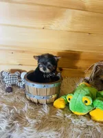 Max, a male Yorkshire Terrier for sale in Crossville, TN – 4 of 8