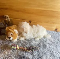 Salt, a male Morkie for sale in Crossville, TN – Photo 3 of 4