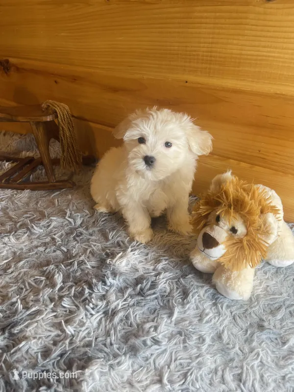 Salt – Morkie puppy for sale in Crossville, TN