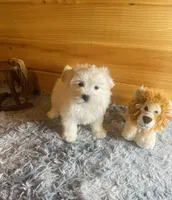 Salt, a male Morkie for sale in Crossville, TN – Photo 2 of 4