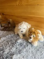 Salt, a male Morkie for sale in Crossville, TN – Photo 4 of 4