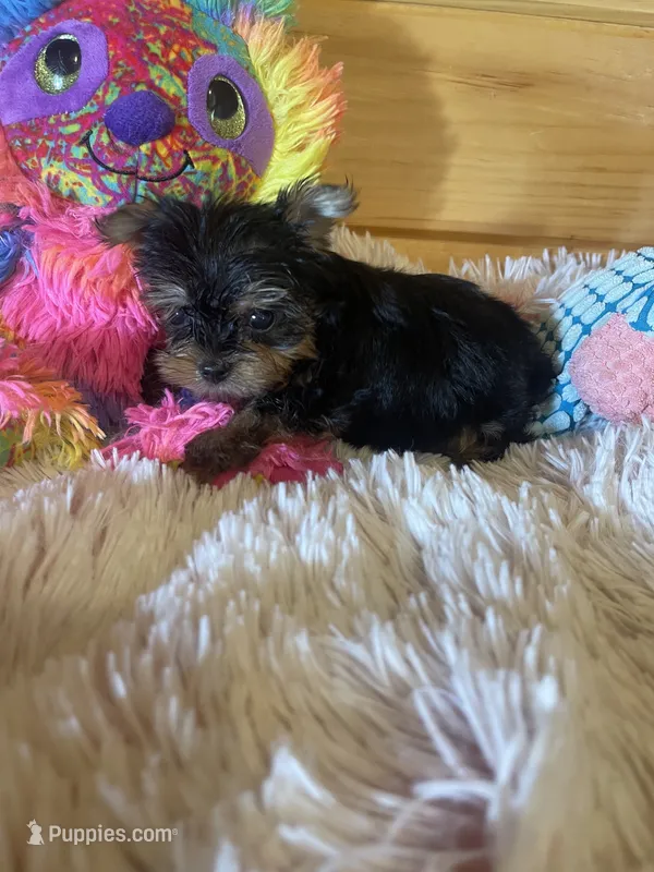 Sara – Yorkshire Terrier puppy for sale in Crossville, TN