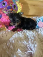 Sara, a female Yorkshire Terrier for sale in Crossville, TN – 1 of 6