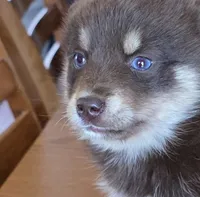 Blue eyed mini female , a female Miniature Schnauzer and Pomsky for sale in Findlay, OH – 1 of 2