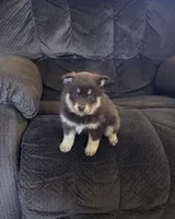 Blue eyed mini female , a female Miniature Schnauzer and Pomsky for sale in Findlay, OH – 2 of 2