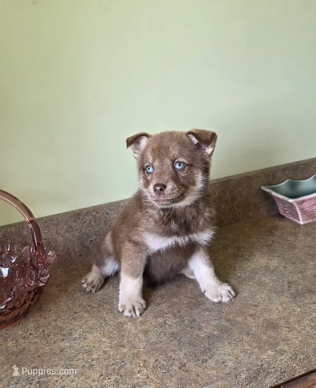 Mini blue eyed red boy – Pomsky puppy for sale in Findlay, OH