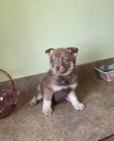 Mini blue eyed red boy, a male Pomsky for sale in Findlay, OH – 1 of 2