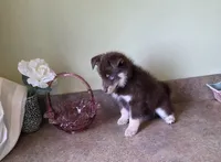Mini bi eyed boy, a male Pomsky for sale in Findlay, OH – 2 of 2