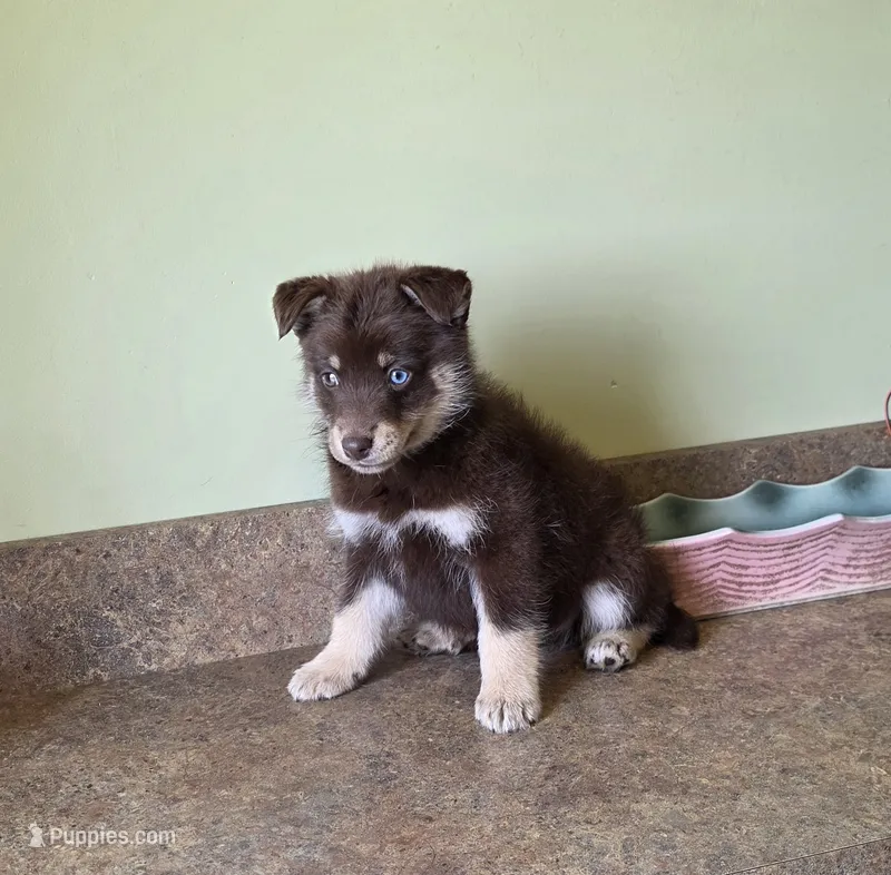 Mini bi eyed boy – Pomsky puppy for sale in Findlay, OH